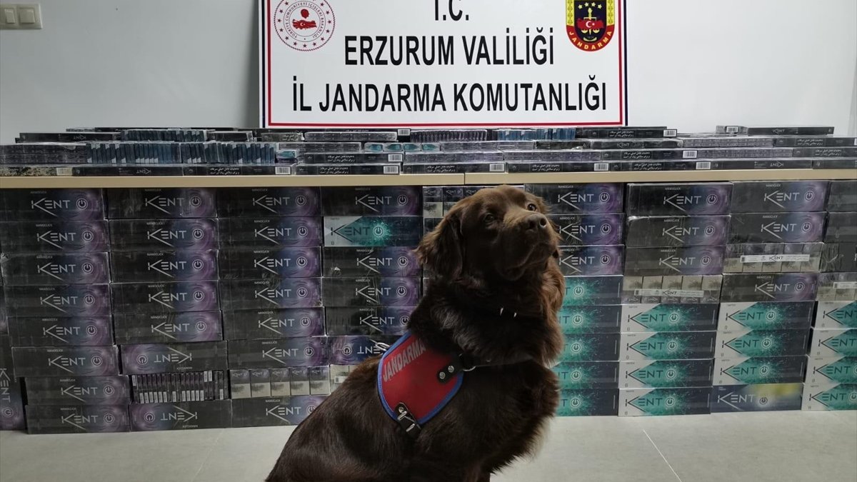 Erzurum'da 5 bin 200 paket kaçak sigara ele geçirildi