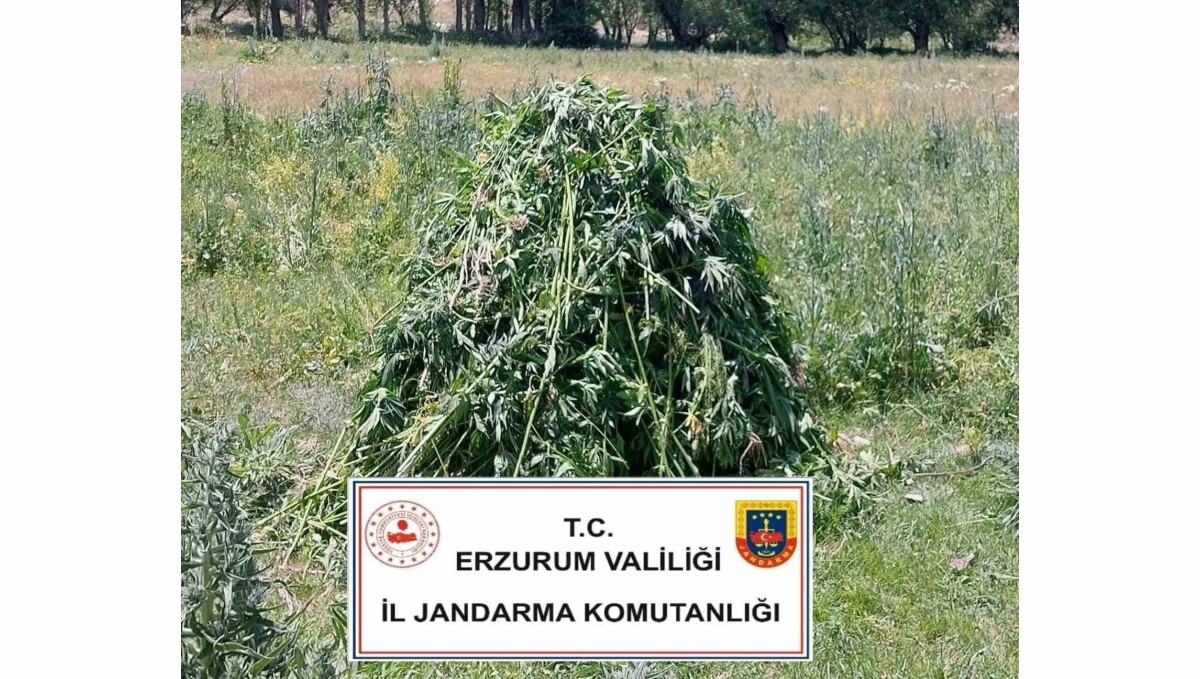 Erzurum'da 867 kök kenevir bitkisi ele geçirildi
