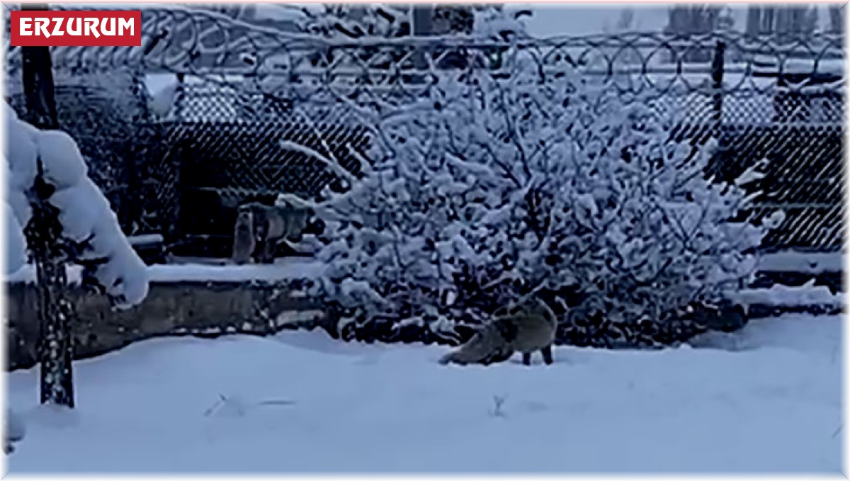 Erzurum'da aç kalan tilkiler kent merkezine indi