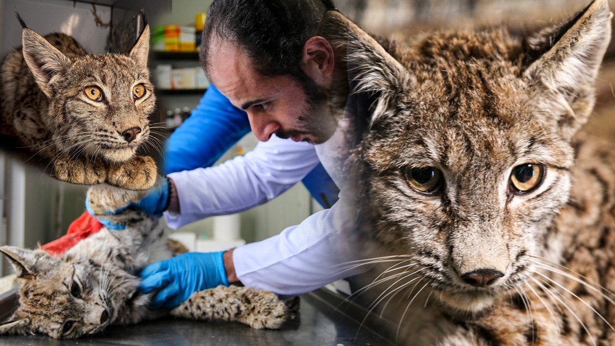 Erzurum'da açlıktan bitkin düşen vaşak jandarma sayesinde kurtarıldı