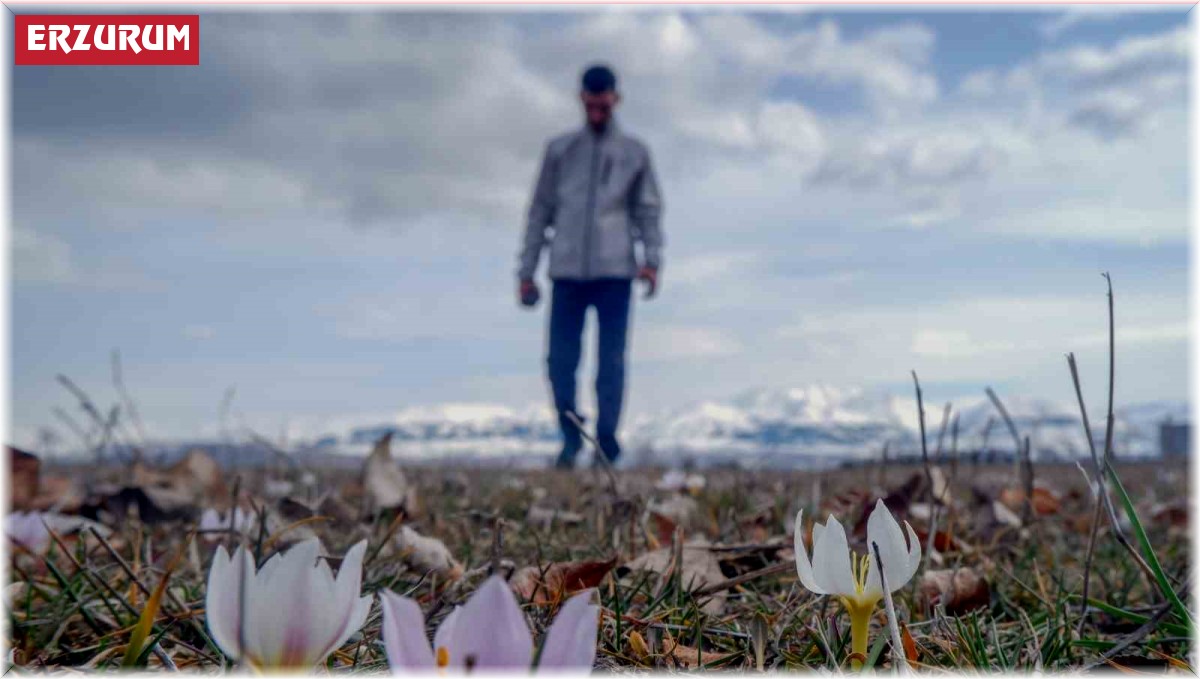 Erzurum'da baharın müjdecisi çiğdemler açtı