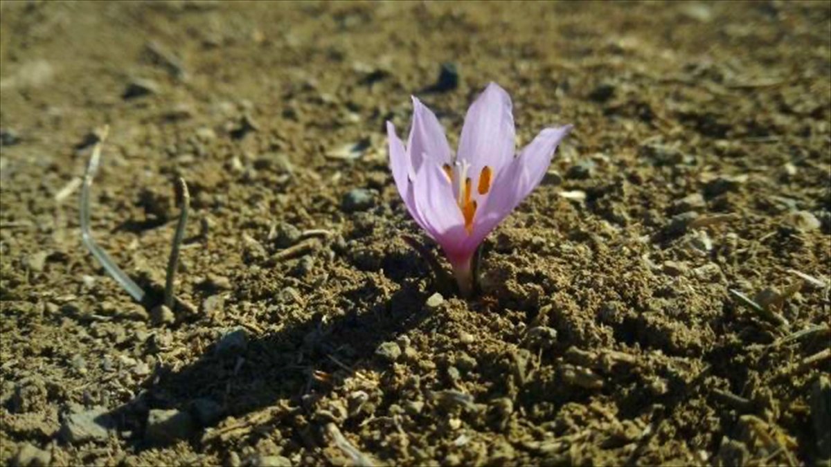 Erzurum'da baharın müjdecisi kardelenler çiçek açtı