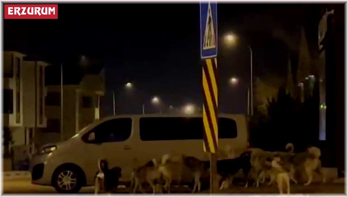 Erzurum'da başıboş köpeklerin korkutan görüntüleri