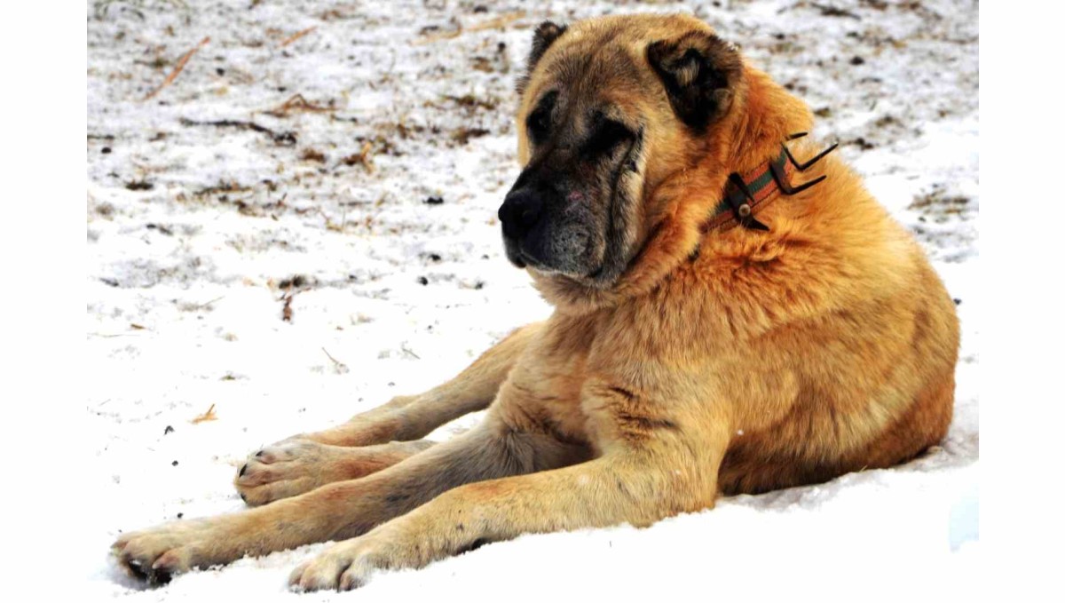 Erzurum'da bir kayıp hikâyesi