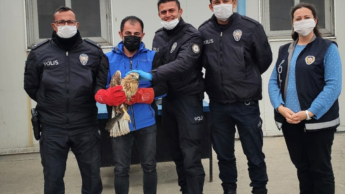 Erzurum'da bitkin halde bulunan kızıl şahin tedavisinin ardından doğaya salındı