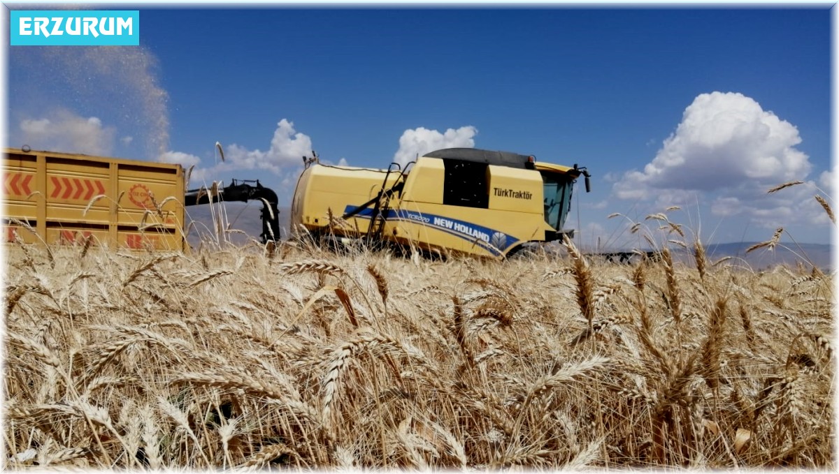 Erzurum'da buğday yüzde yüz artış gösteriyor beklenen hasat yaklaşık 300 bin ton