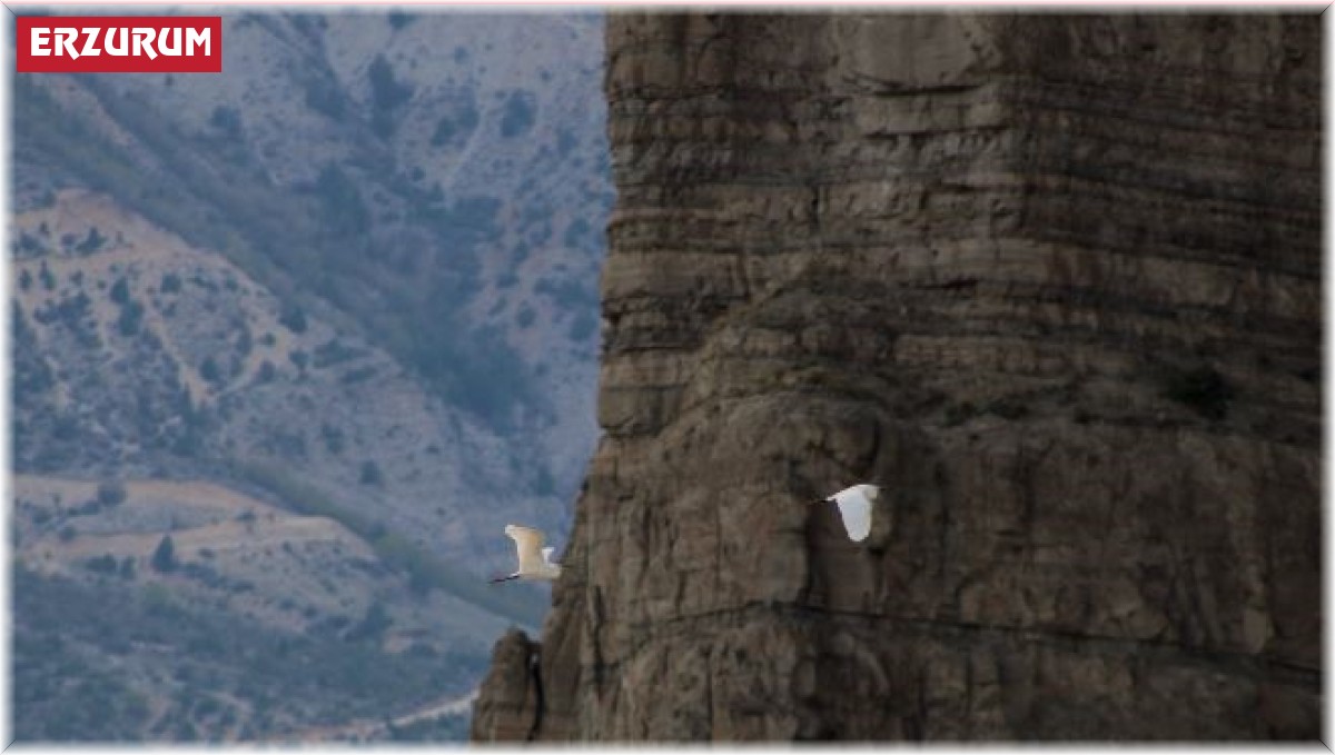 Erzurum'da büyük ak balıkçıl dron ile görüntülendi