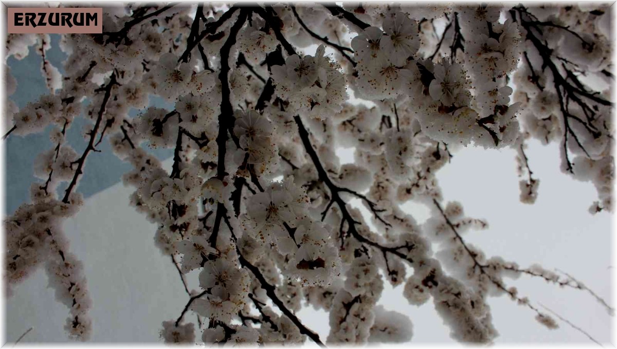 Erzurum'da çiçek açan meyve ağaçları kar altında kaldı