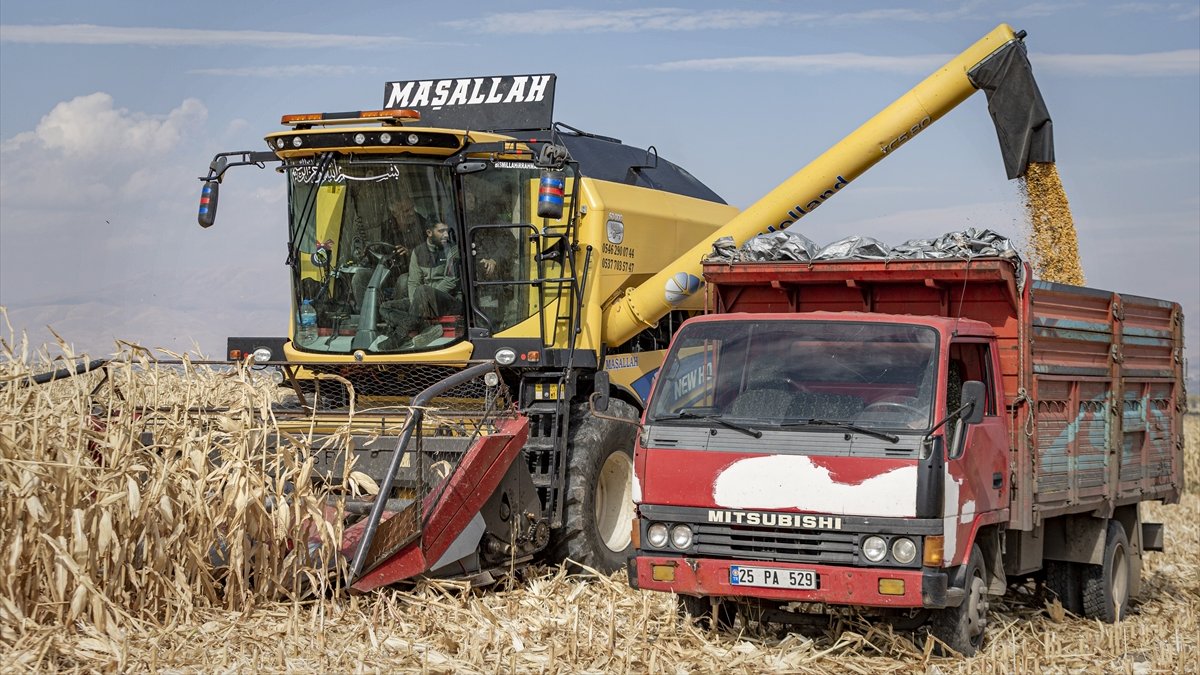 Erzurum'da denemesi yapılan "danelik mısır" çiftçilerin yeni gelir kapısı olacak