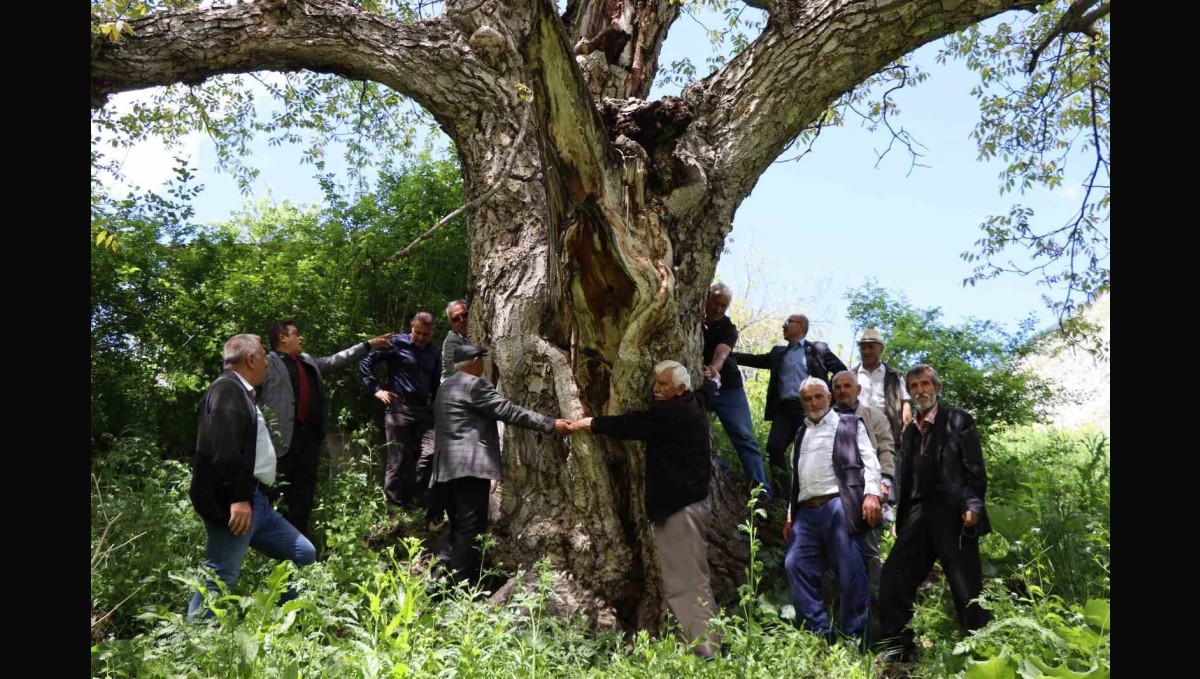 Erzurum'da en az 300 yıllık ceviz ağacı dimdik ayakta