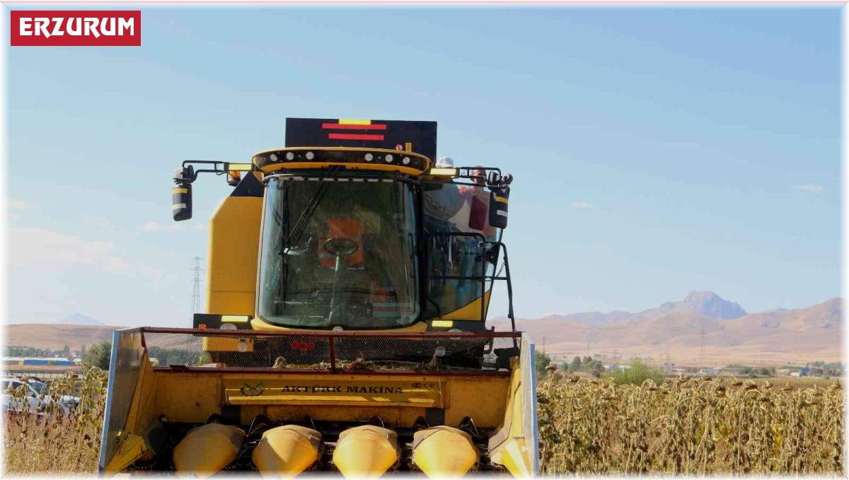 Erzurum'da hasat festivali