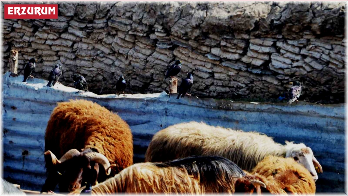 "Erzurum'da hayvan yetiştiriciliğinin güçlü yanları var"