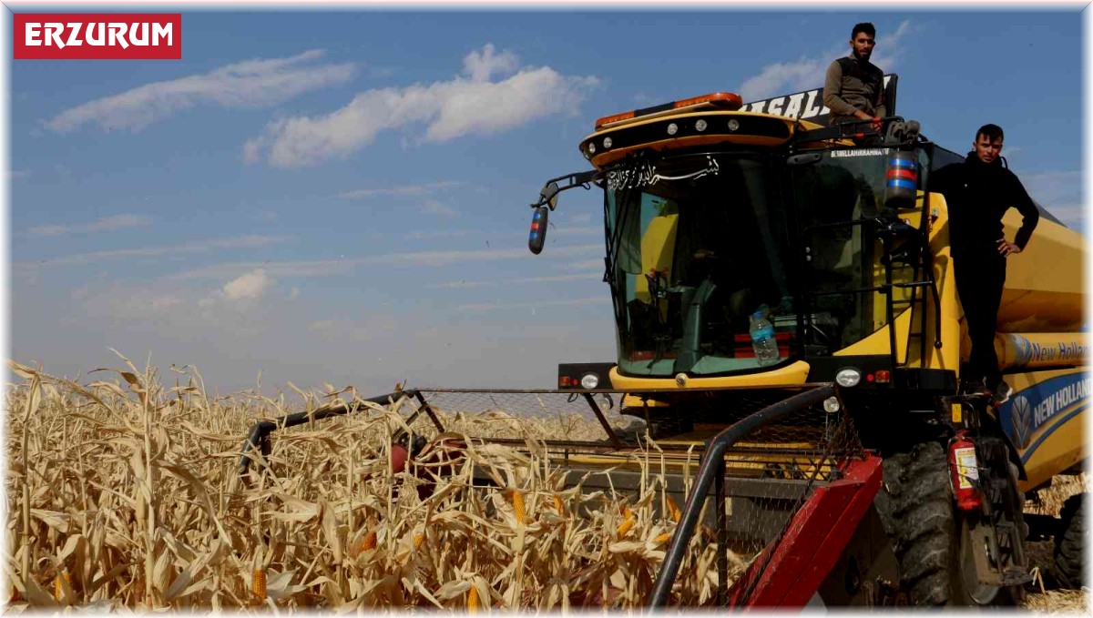 Erzurum'da ilk defa danelik mısır hasadı yapıldı