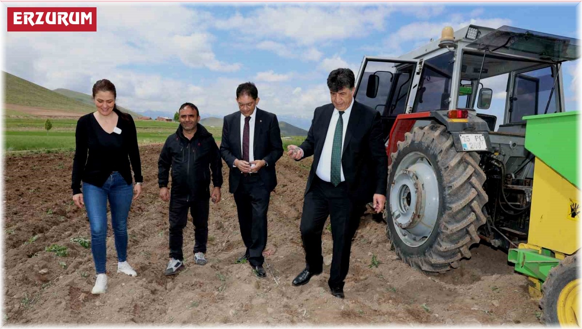 Erzurum'da ilk defa mor patates ekimi yapıldı