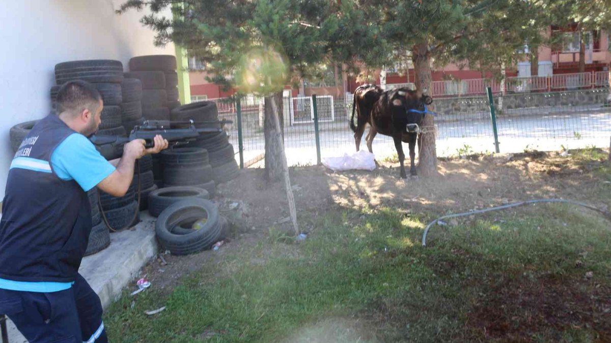 Erzurum'da kaçan kurbanlık ortalığı birbirine kattı