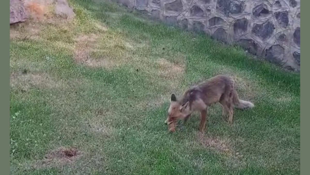 Erzurum'da kadınlar yanlarına gelen tilkiye kadayıf dolması yedirdi