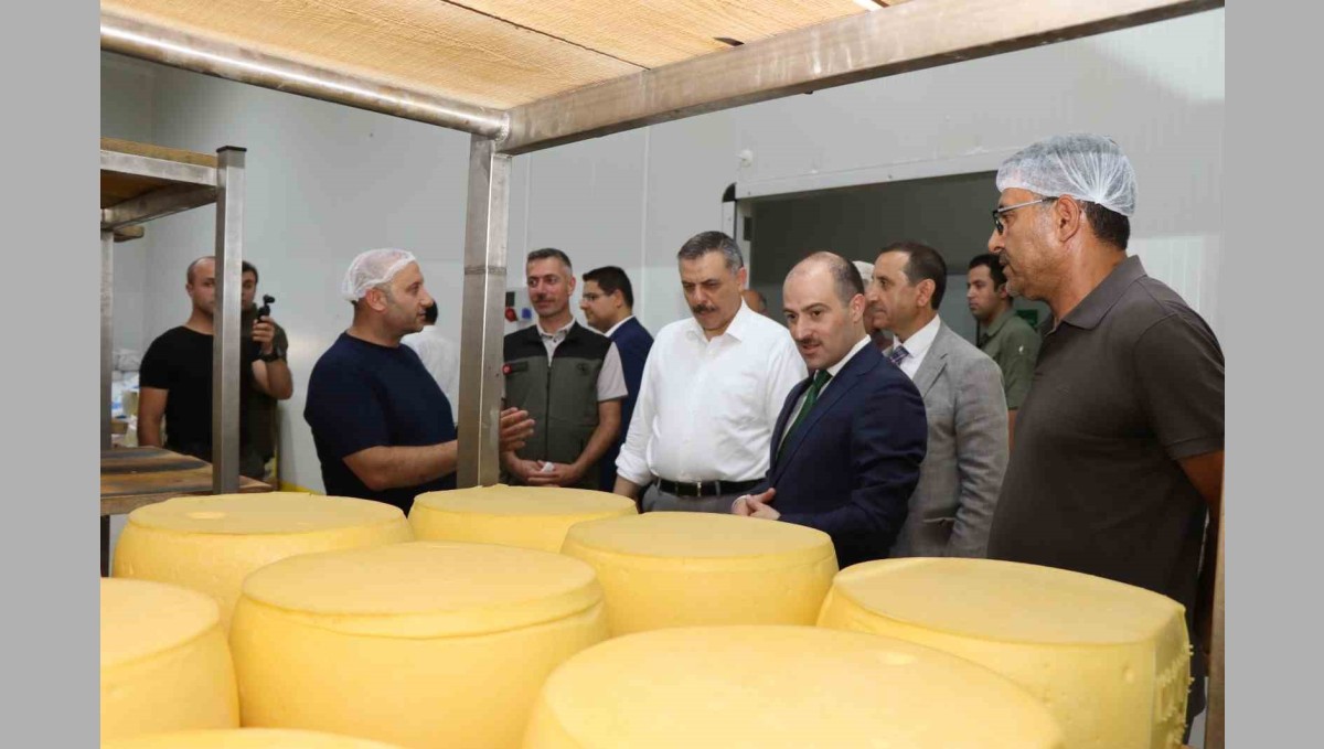 Erzurum'da kaşar üretimi yaygınlaşıyor
