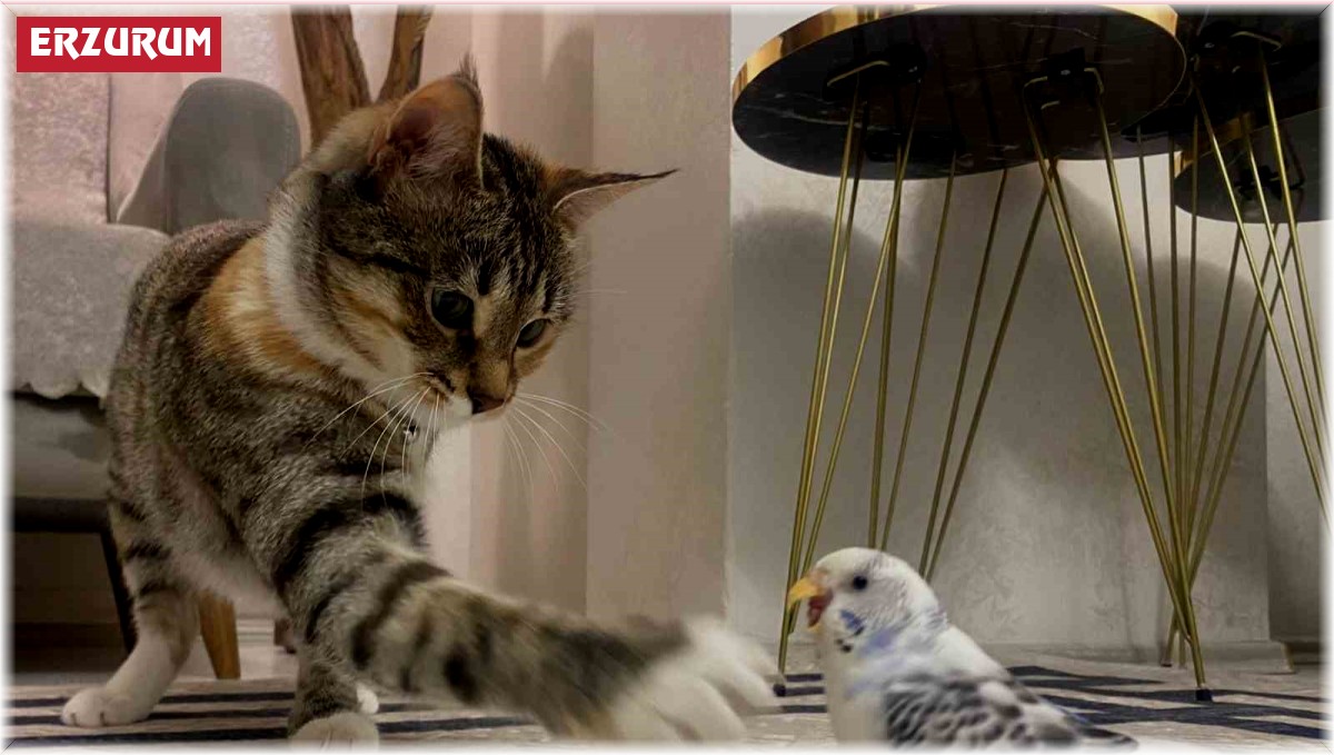 Erzurum'da kedi ile muhabbet kuşunun dostluğu gülümsetiyor