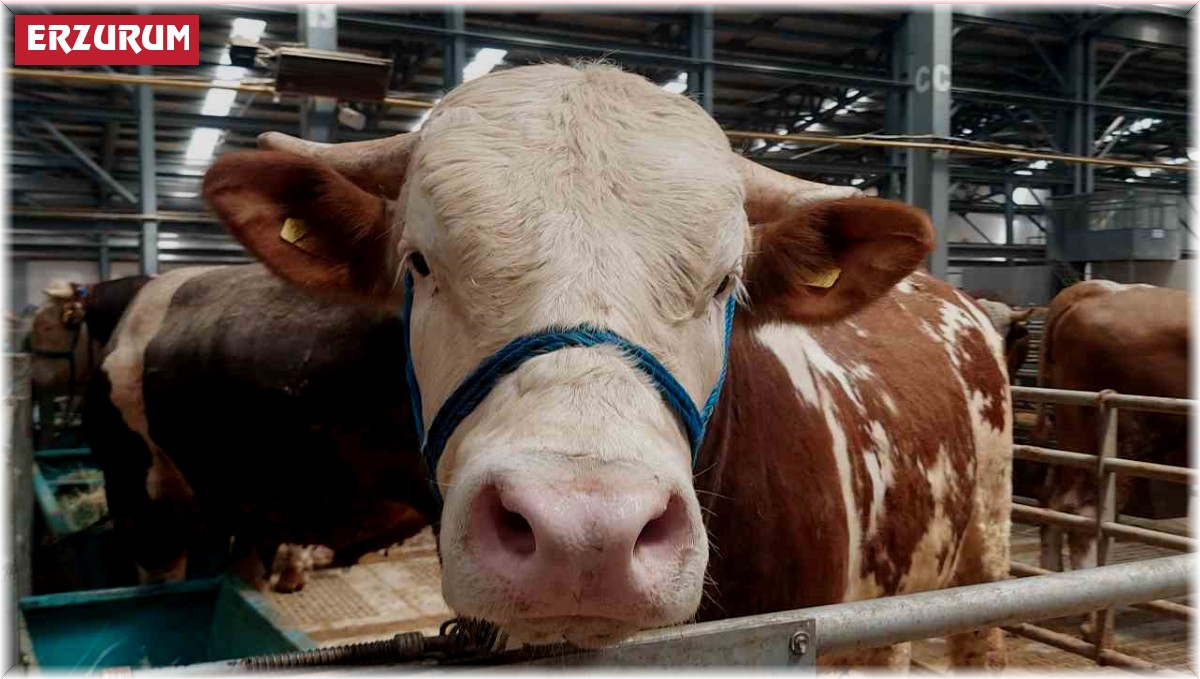 Erzurum'da kurban pazarında hareketlilik başladı