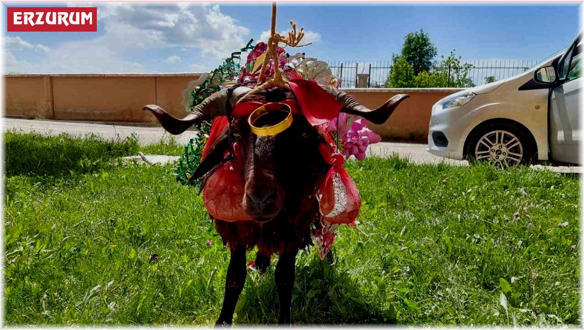 Erzurum'da kurbanlık koçlar gelinler için süslendi