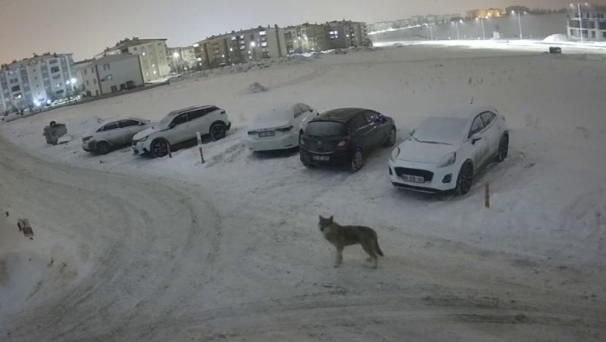 Erzurum'da kurt kent merkezine indi