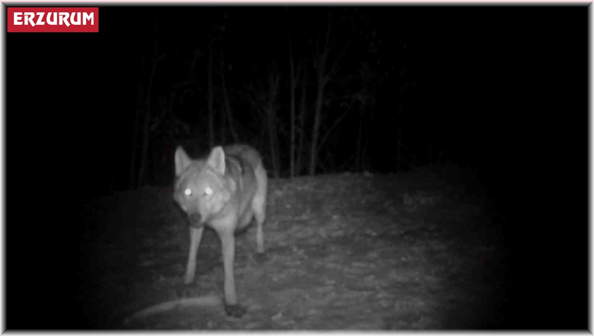 Erzurum'da kurt sürüsü fotokapana yakalandı