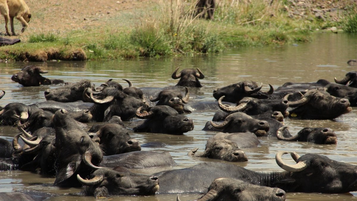 Erzurum'da mandaların keyifli göl banyosu