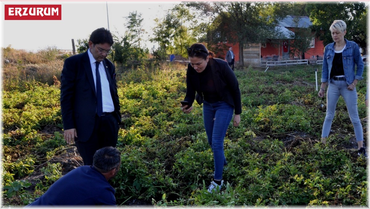 Erzurum'da mor patates ekilecek