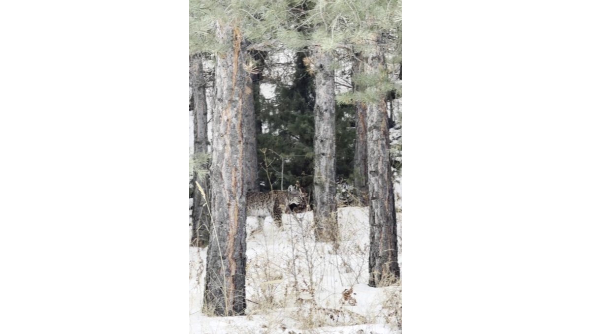 Erzurum'da nesli tehdit altındaki vaşak görüntülendi