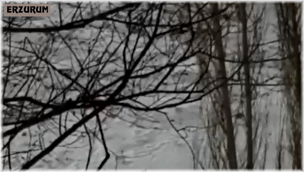 Erzurum'da nesli tükenmekte olan vaşak görüntülendi