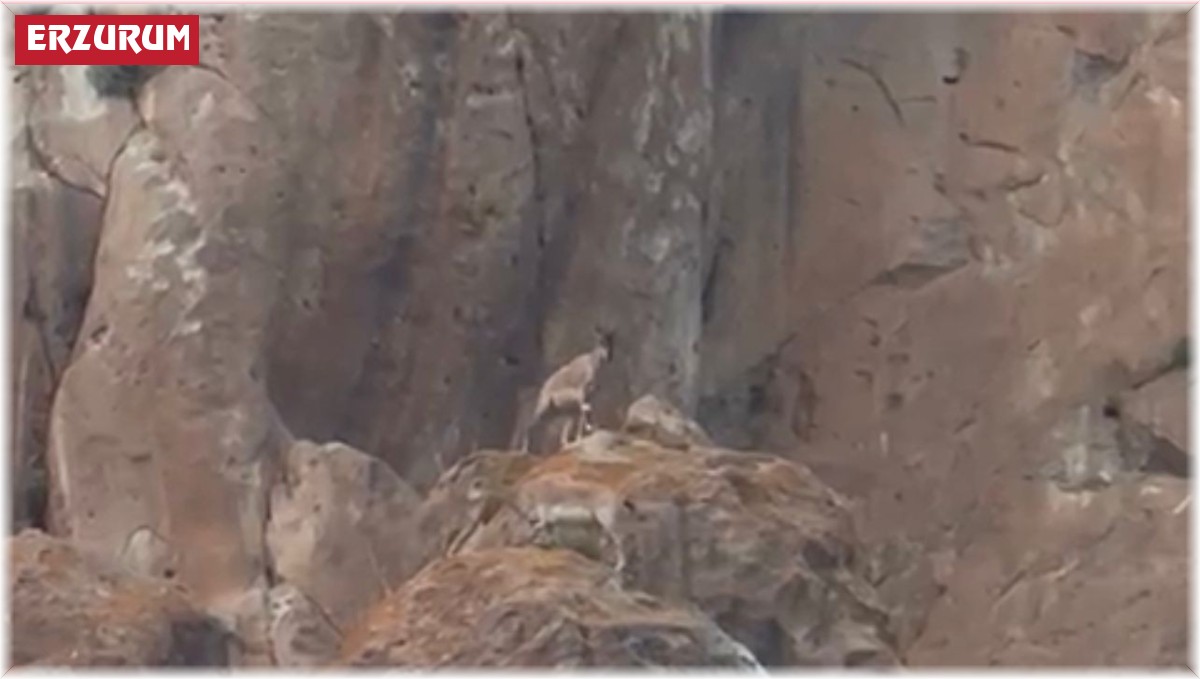 Erzurum'da nesli tükenmekte olan yaban keçileri görüntülendi