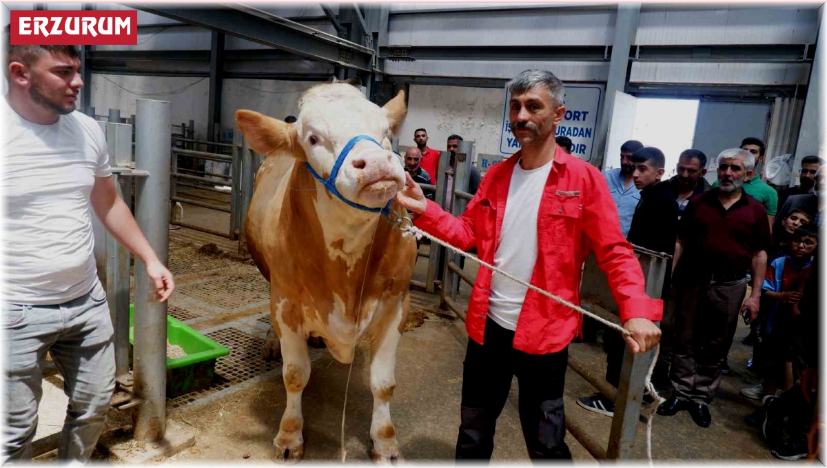 Erzurum'da pazarın gözdesi; Şahdadaş