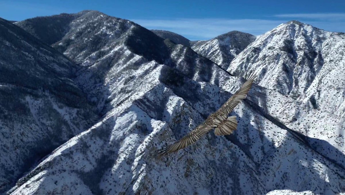 Erzurum'da sakallı akbaba dron ile görüntülendi