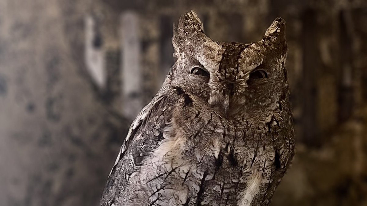 Erzurum'da Soğukta Bitkin Düşen İshak Kuşu, Bakım ve Beslenmenin Ardından Doğaya Bırakıldı