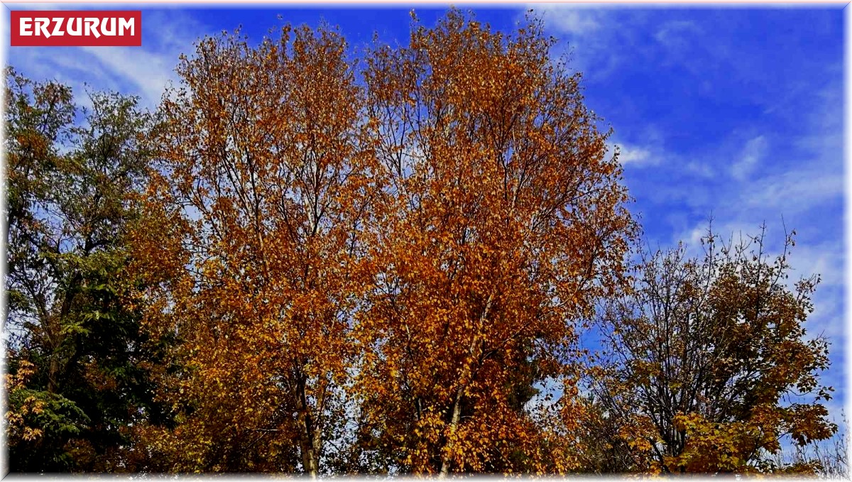 Erzurum'da sonbahar manzarası büyülüyor