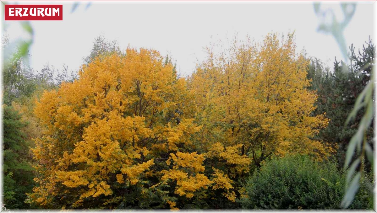 Erzurum'da sonbaharda kartpostallık görüntüler oluştu