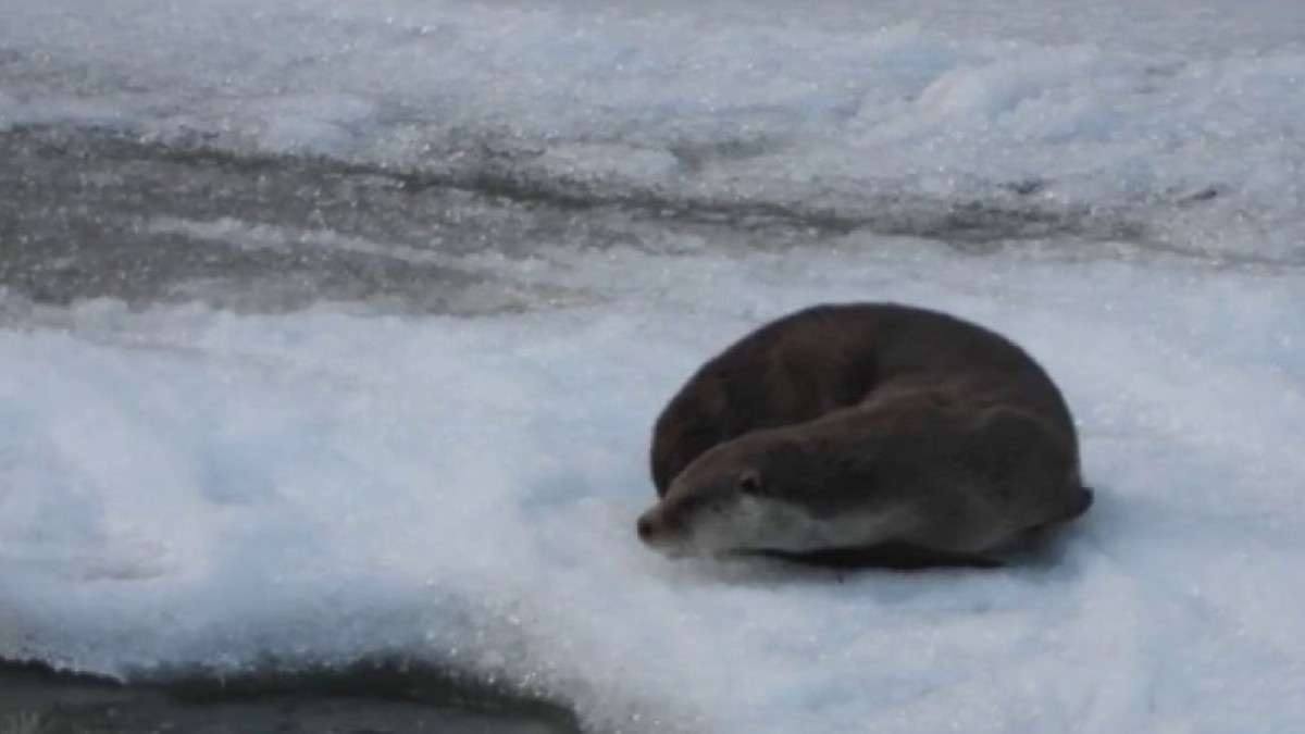 Erzurum'da su samuru kameraya yansıdı