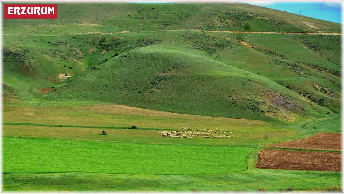 "Erzurum'da süt ürünleri üretimi gelişime açık"