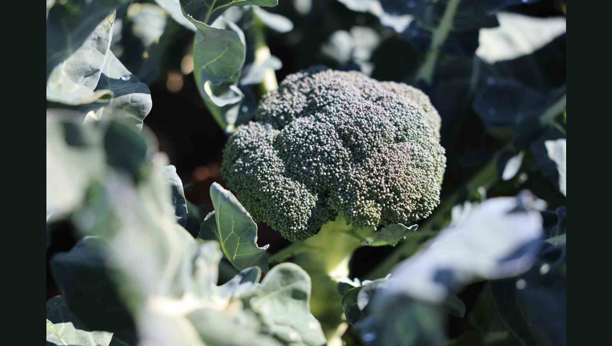 Erzurum'da tarımda yeni bir dönem: İkinci ürün Brokoli hasadı gerçekleştirildi