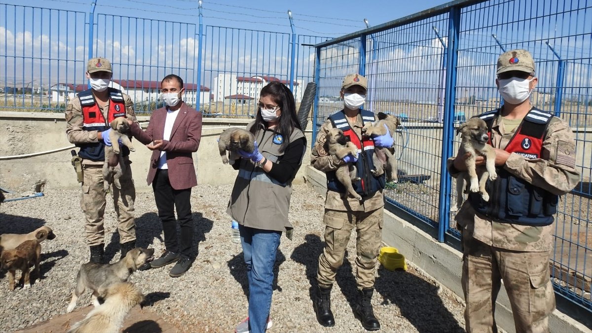 Erzurum'da tedavileri tamamlanan kuşlar doğaya salındı