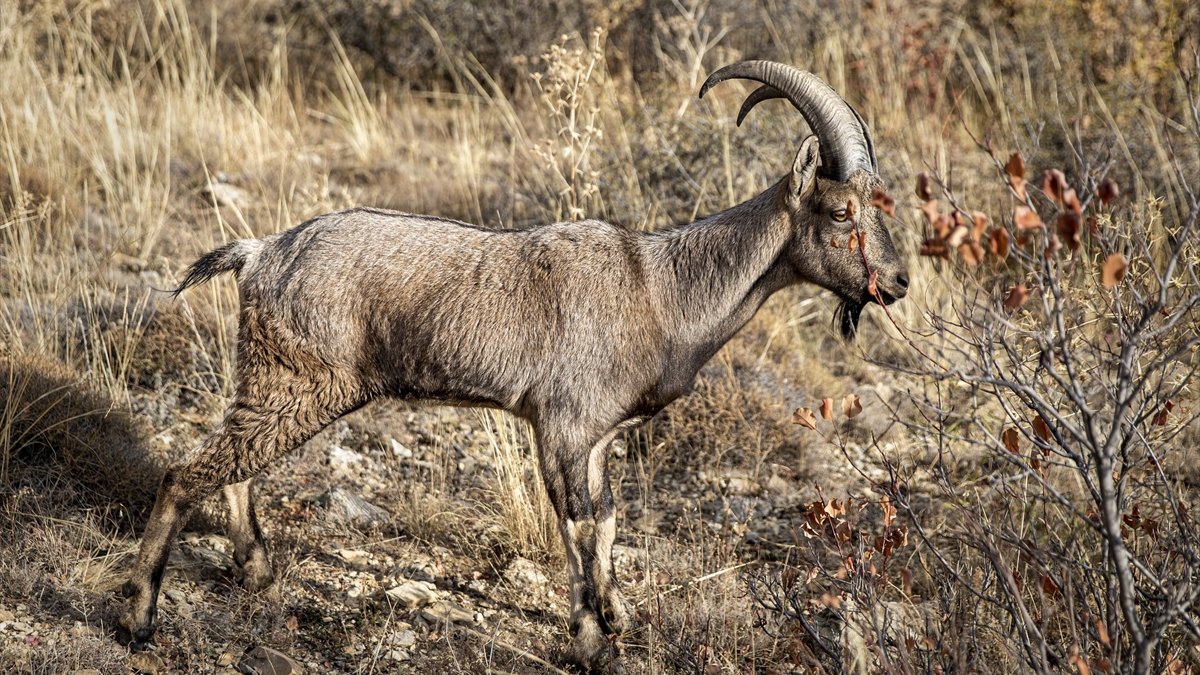 Erzurum'da tedavisi tamamlanan dağ keçileri ve kuşlar doğaya bırakıldı