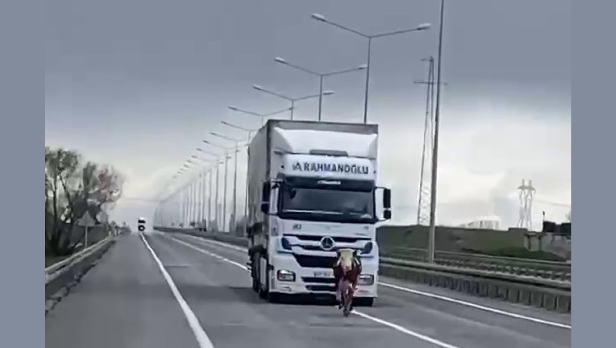 Erzurum'da tosun karayoluna çıktı