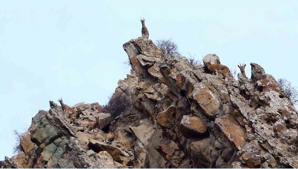 Erzurum'da yaban hayatı fotokapanlara takıldı