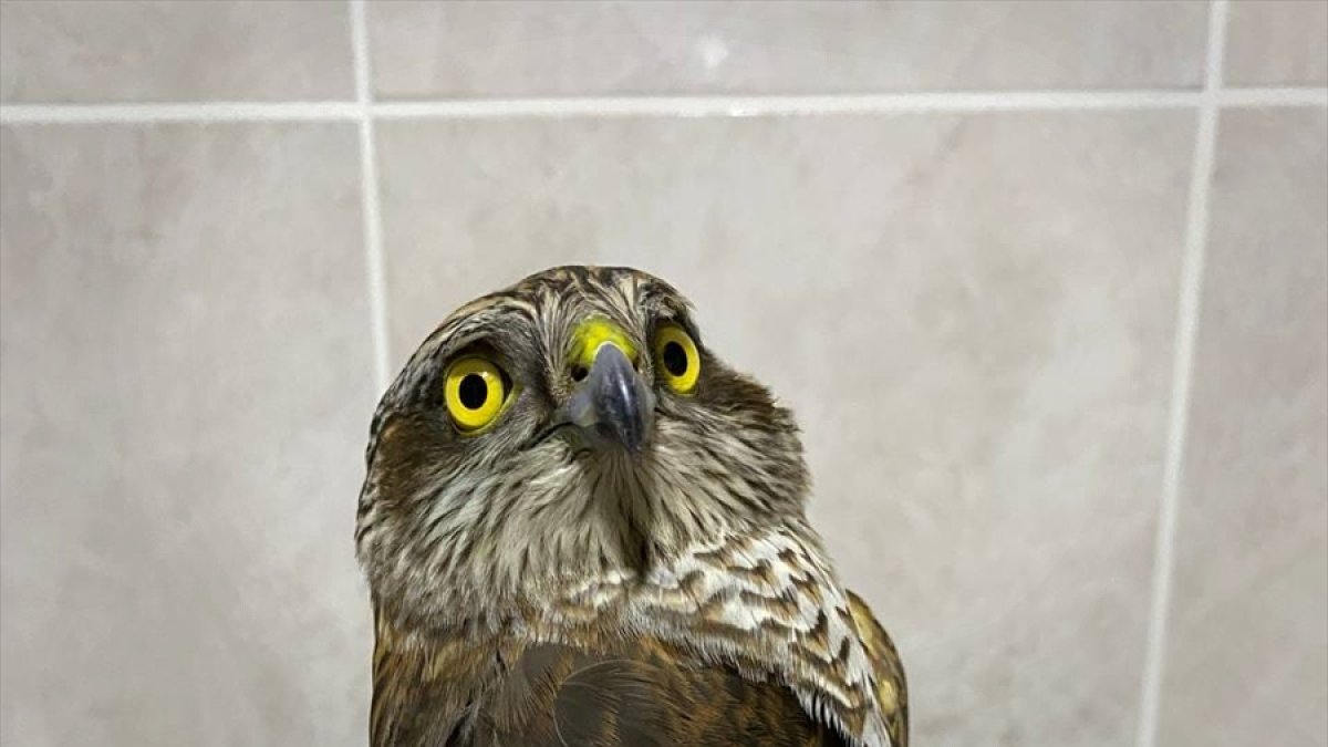 Erzurum'da yaralı ve bitkin halde bulunan tilki ile atmaca tedaviye alındı