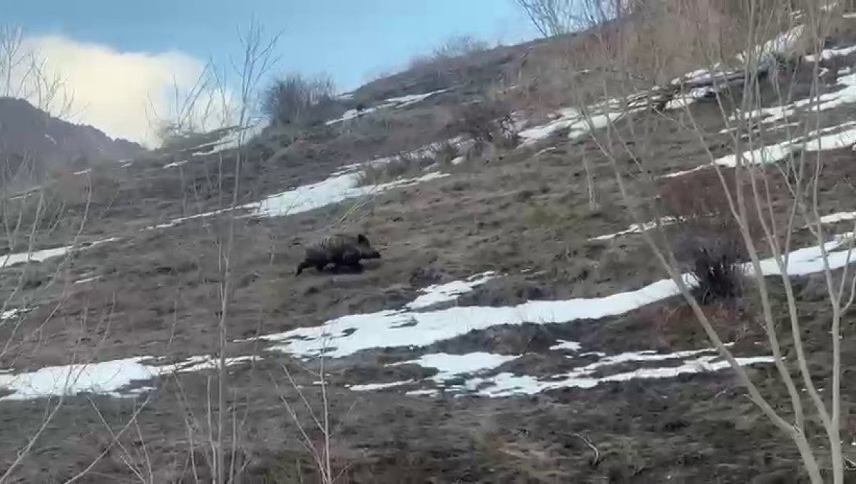 Erzurum'da yavru yaban domuzu sürüsünü arıyor