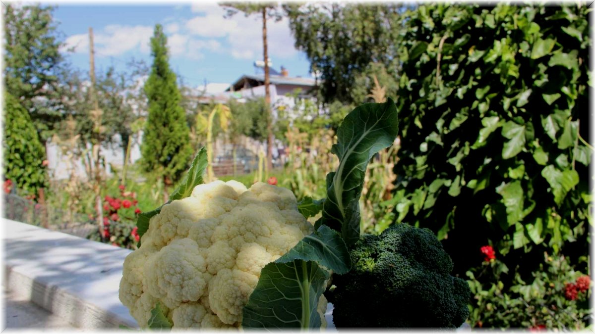 Erzurum'da yetişmez denilen sebzeyi 2 bin rakımda yetiştirdi