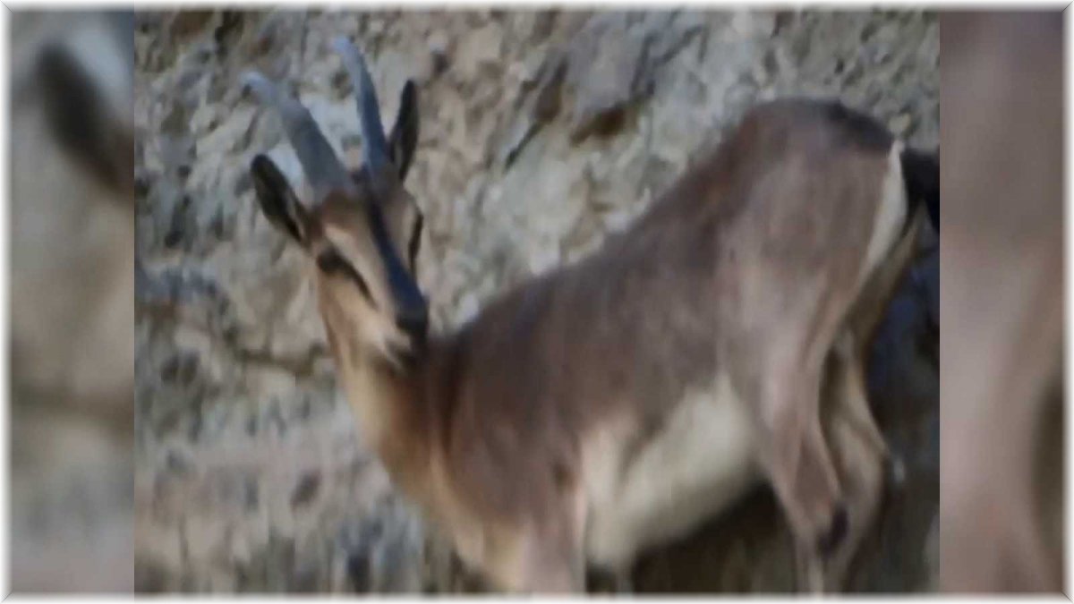 Erzurum'da zorlu dağları tırmanan yaban keçileri nefes kesti