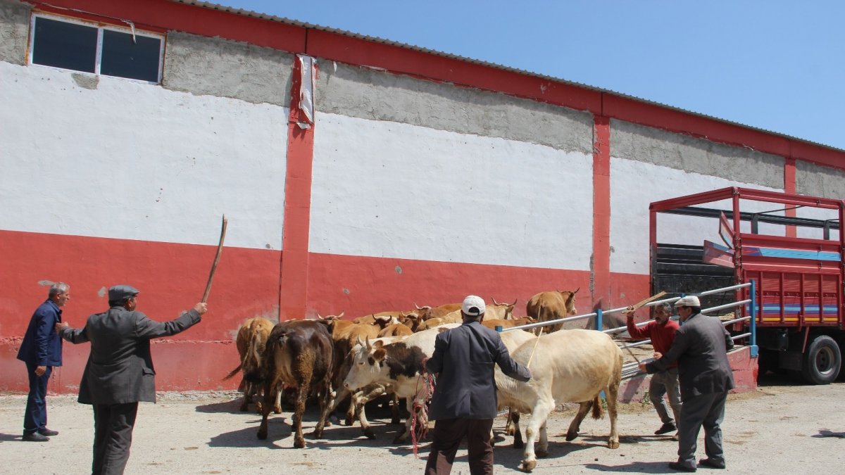 Erzurum'dan batı illerine kurbanlık sevkiyatı başladı