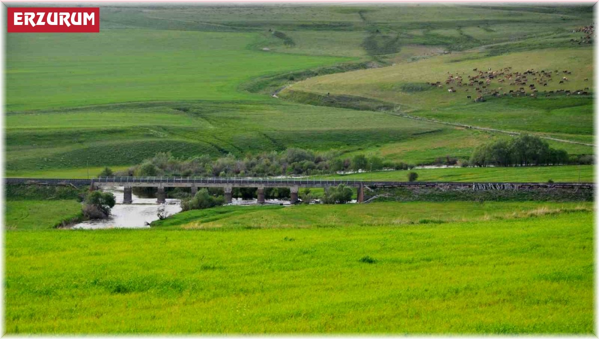 Erzurum mera ve çayır zengini