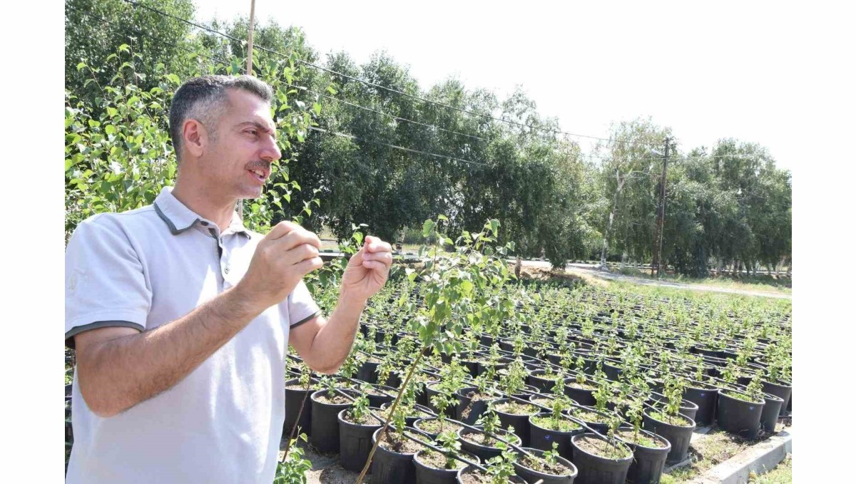 Erzurum Orman Bölge Müdürü Karakurt: "Bölgede yıl sonuna kadar 908 bin fidan toprakla buluşturulacak"